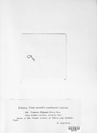 Uromyces polygoni-avicularis image